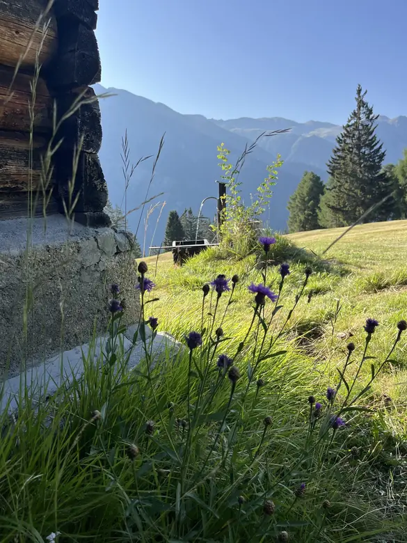 Wiesenblumen an der Hausecke aus Balken, dahinter Bergwiese, Fichten und Gipfel