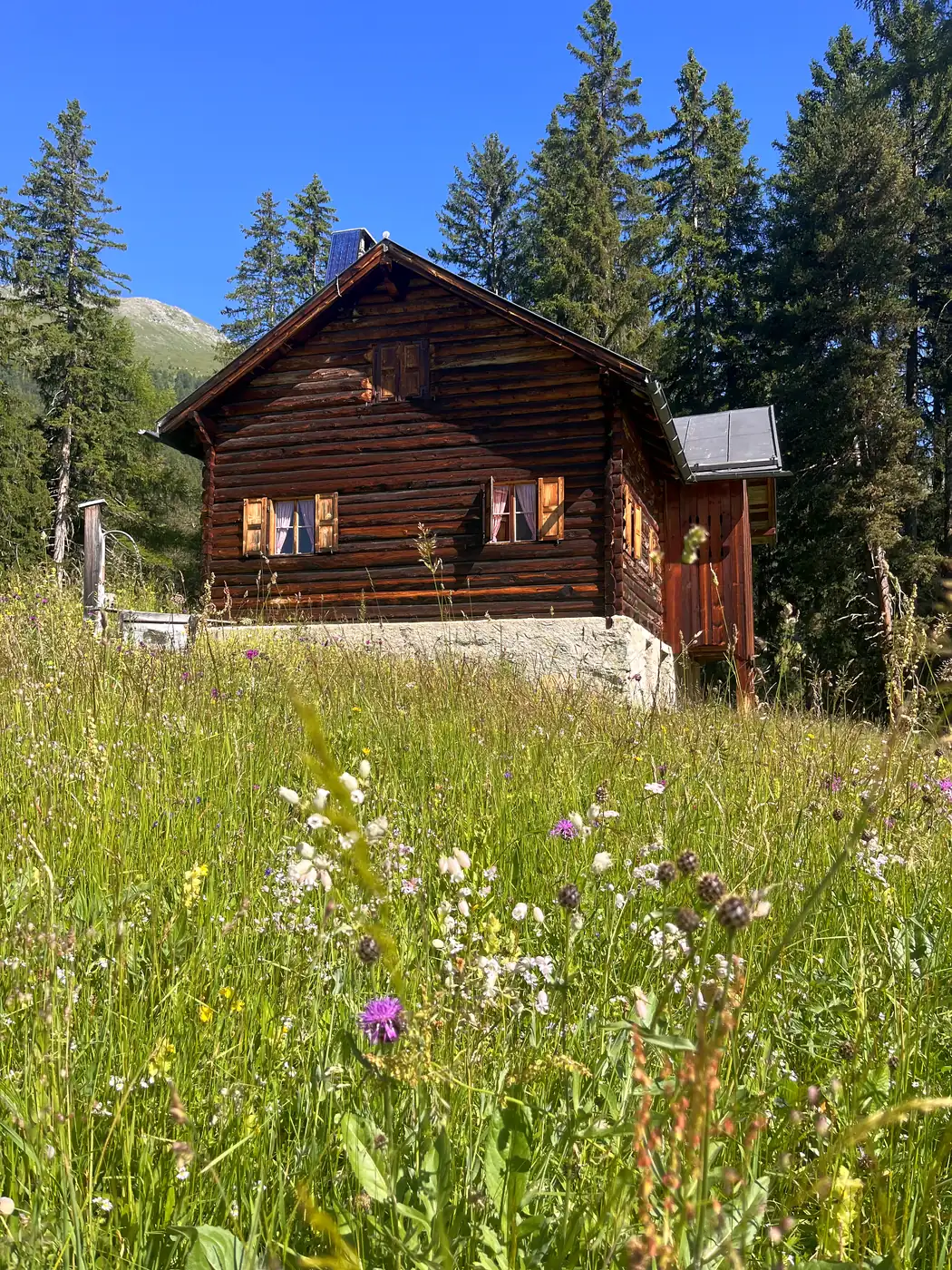 Das Haus im Sommer, Blumenwiese davor, dahinter der Wald
