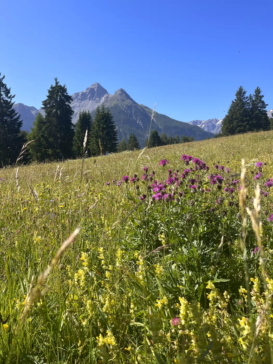 Blühende Bergwiese vor dem Haus, dahinter Fichten und die Gipfel des Unterengadins